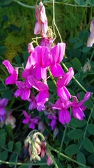 Lathyrus vestitus alefeldii