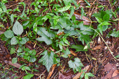 Aristolochia cucurbitifolia