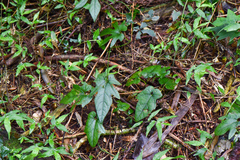 Aristolochia cucurbitifolia