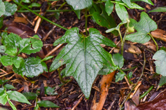 Aristolochia cucurbitifolia