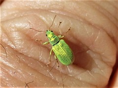 Polydrusus corruscus