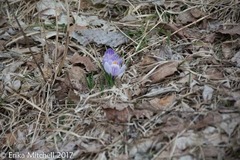 Crocus vernus