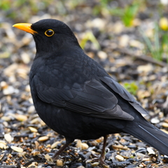 Turdus merula