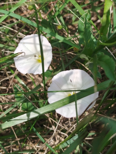 field bindweed