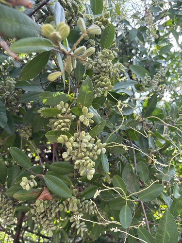 Mangle blanco (Laguncularia racemosa)