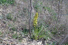 Orchis punctulata