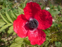 Papaver apulum