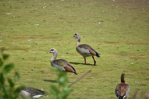 iNaturalist image