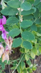 Lathyrus vestitus alefeldii