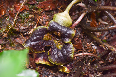 Asarum hypogynum