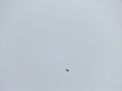 Accipiter tachiro tachiro