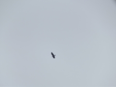 Accipiter tachiro tachiro