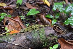 Anolis petersii