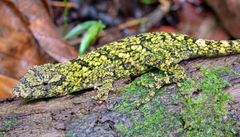 Anolis petersii