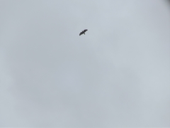 Accipiter tachiro tachiro