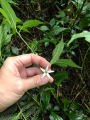 Lycianthes lysimachioides