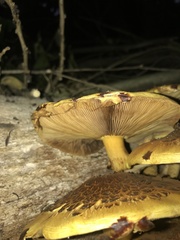 Pholiota glutinosa