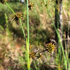 Juncus polycephalus