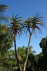 Aloidendron barberae