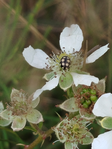 Coccinula quatuordecimpustulata
