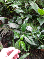 Lycianthes lysimachioides