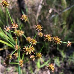 Juncus polycephalus