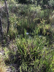 Juncus polycephalus