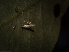 Cyphosticha panconita