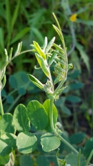 Lathyrus vestitus alefeldii