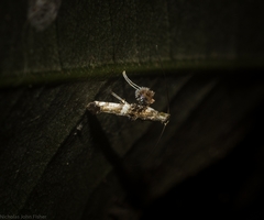 Cyphosticha panconita