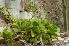 Cotyledon barbeyi