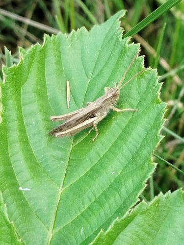Steppe Grasshopper