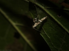 Cyphosticha panconita