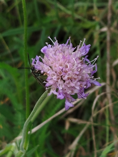 Field Scabious