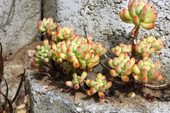 Sedum pachyphyllum