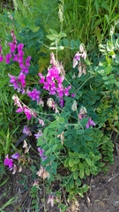 Lathyrus vestitus alefeldii