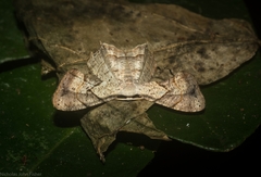 Epiplema quadristrigata