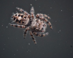 Phidippus putnami
