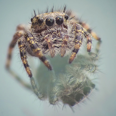 Phidippus putnami