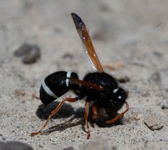 Hypodynerus labiatus