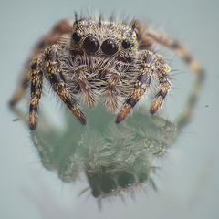 Phidippus putnami