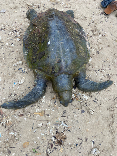 Olive Ridley Sea Turtle