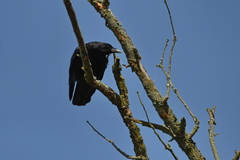 Corvus corone