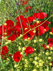 Papaver rhoeas