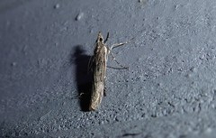 Eudonia atmogramma