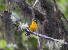 Myioborus melanocephalus