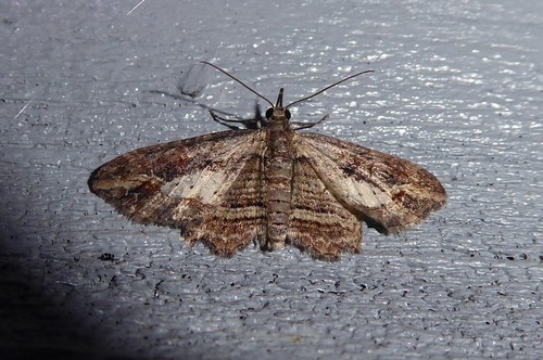 Australian Pug Moth photo 3