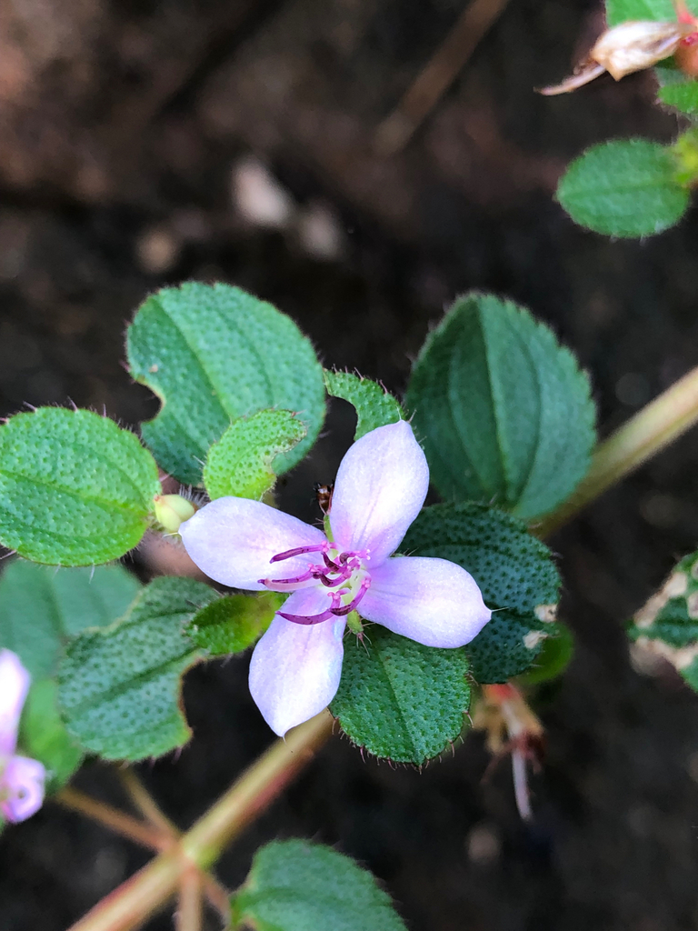 Comolia microphylla