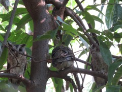 Otus bakkamoena