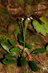 Trigonotis formosana